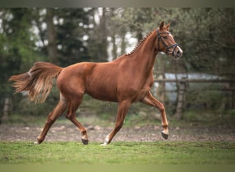 Hanoverian, Mare, 3 years, 16.2 hh, Chestnut-Red