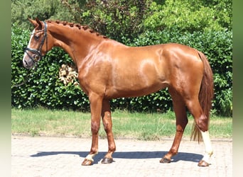 Hanoverian, Mare, 3 years, 16.2 hh, Chestnut-Red