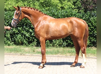 Hanoverian, Mare, 3 years, 16.2 hh, Chestnut-Red