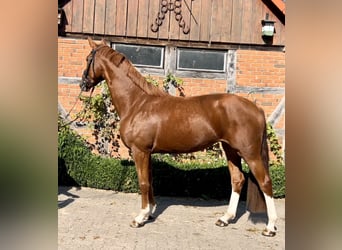 Hanoverian, Mare, 3 years, 16,2 hh, Chestnut-Red