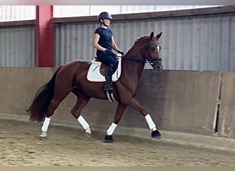 Hanoverian, Mare, 3 years, 16,2 hh, Chestnut-Red