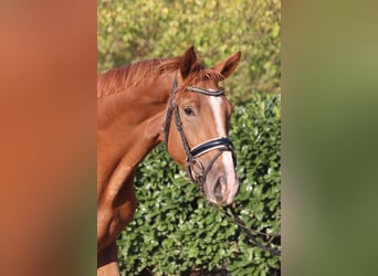 Hanoverian, Mare, 3 years, 16.2 hh, Chestnut-Red