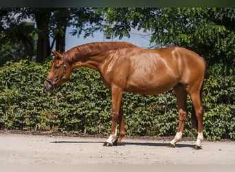 Hanoverian, Mare, 3 years, 16.2 hh, Chestnut-Red
