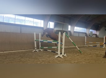 Hanoverian, Mare, 3 years, 16.2 hh, Chestnut-Red