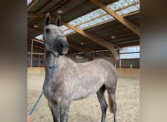 Hannoveraner, Stute, 3 Jahre, 16,2 hh, Blauschimmel