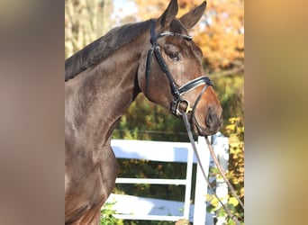 Hanoverian, Mare, 3 years, 16.2 hh, Smoky-Black