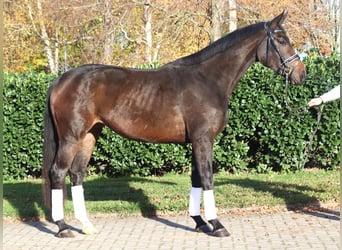 Hanoverian, Mare, 3 years, 16.2 hh, Smoky-Black