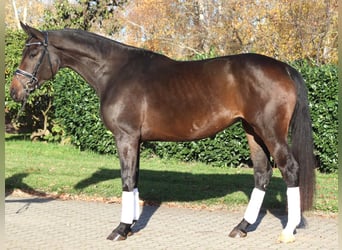 Hanoverian, Mare, 3 years, 16.2 hh, Smoky-Black
