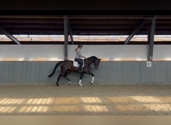 Hanoverian, Mare, 3 years, 16,2 hh, Smoky-Black