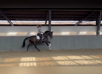 Hanoverian, Mare, 3 years, 16,2 hh, Smoky-Black