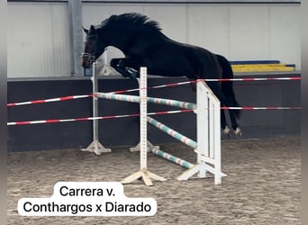 Hanoverian, Mare, 3 years, 16,2 hh, Smoky-Black