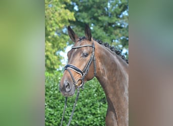 Hanoverian, Mare, 3 years, 16.3 hh, Bay-Dark