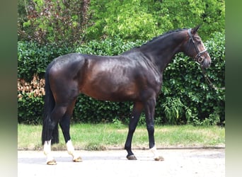Hanoverian, Mare, 3 years, 16.3 hh, Brown