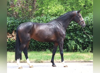 Hanoverian, Mare, 3 years, 16.3 hh, Brown