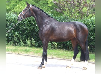Hanoverian, Mare, 3 years, 16.3 hh, Brown