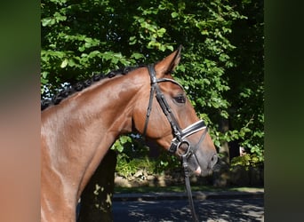 Hanoverian, Mare, 3 years, 16,3 hh, Brown