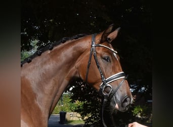 Hanoverian, Mare, 3 years, 16,3 hh, Brown