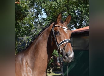 Hanoverian, Mare, 3 years, 16,3 hh, Brown