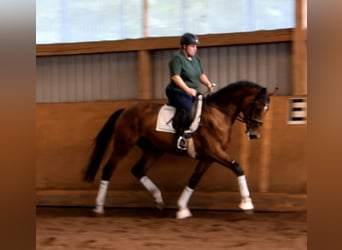 Hanoverian, Mare, 3 years, 16,3 hh, Brown