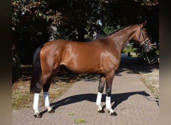 Hanoverian, Mare, 3 years, 16,3 hh, Brown