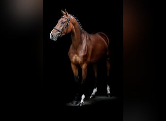 Hanoverian, Mare, 3 years, 16.3 hh, Brown