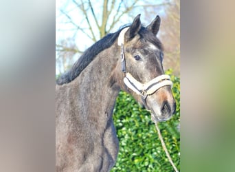 Hanoverian, Mare, 3 years, 16.3 hh, Can be white