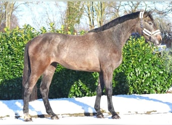 Hanoverian, Mare, 3 years, 16.3 hh, Can be white