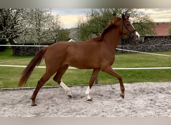 Hanoverian, Mare, 3 years, 16.3 hh, Chestnut-Red