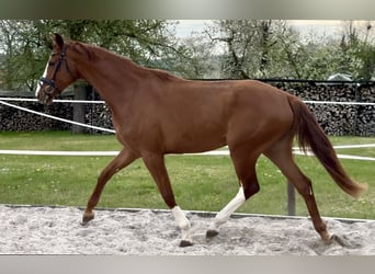 Hanoverian, Mare, 3 years, 16.3 hh, Chestnut-Red