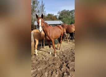 Hanoverian, Mare, 3 years, 16.3 hh, Chestnut-Red