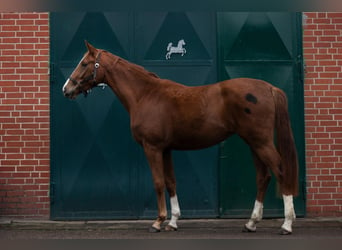 Hanoverian, Mare, 3 years, 16.3 hh, Chestnut-Red