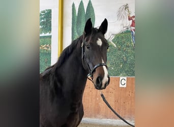 Hanoverian, Mare, 3 years, 16 hh, Bay-Dark