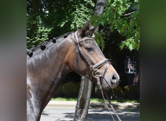 Hanoverian, Mare, 3 years, 16 hh, Bay-Dark