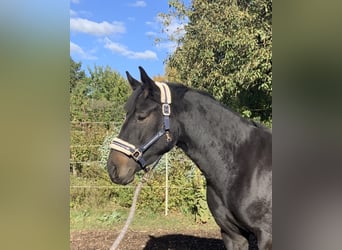 Hanoverian, Mare, 3 years, 16 hh, Bay-Dark