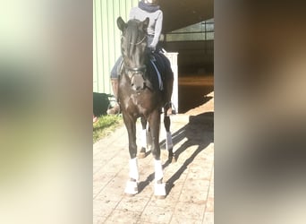 Hannoveraner, Stute, 3 Jahre, 16 hh, Rappe