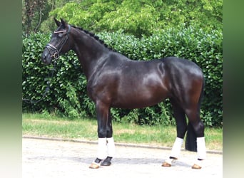 Hanoverian, Mare, 3 years, 16 hh, Black