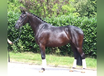 Hanoverian, Mare, 3 years, 16 hh, Black