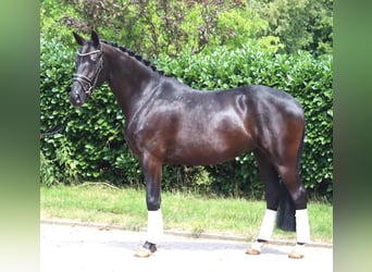 Hanoverian, Mare, 3 years, 16 hh, Black