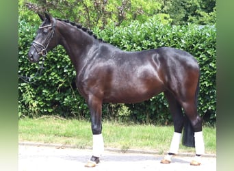 Hanoverian, Mare, 3 years, 16 hh, Black