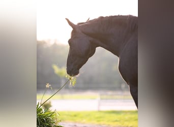 Hanoverian, Mare, 3 years, 16 hh, Black