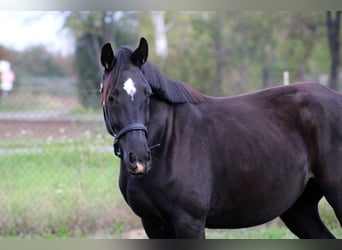 Hanoverian, Mare, 3 years, 16 hh, Black