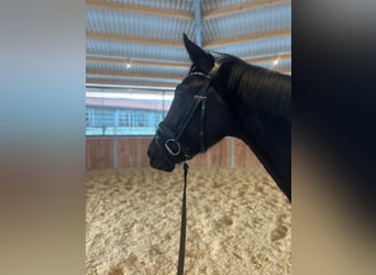 Hanoverian, Mare, 3 years, 16 hh, Black