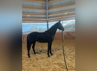 Hanoverian, Mare, 3 years, 16 hh, Black
