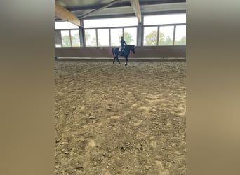 Hanoverian, Mare, 3 years, 16 hh, Black