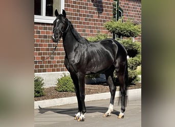 Hanoverian, Mare, 3 years, 16 hh, Black