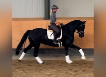 Hanoverian, Mare, 3 years, 16 hh, Black