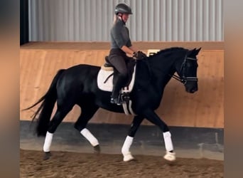 Hanoverian, Mare, 3 years, 16 hh, Black