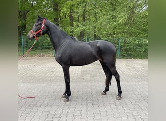 Hanoverian, Mare, 3 years, 16 hh, Black