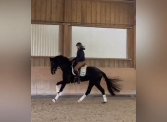 Hanoverian, Mare, 3 years, 16 hh, Black