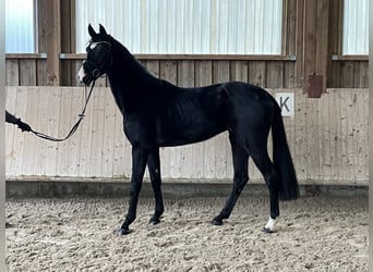 Hanoverian, Mare, 3 years, 16 hh, Black